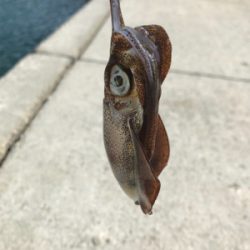 初大崎上島エギング