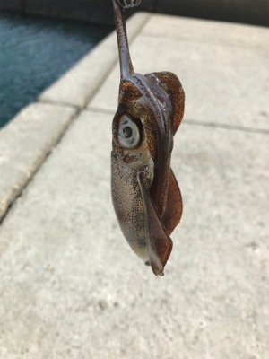 初大崎上島エギング