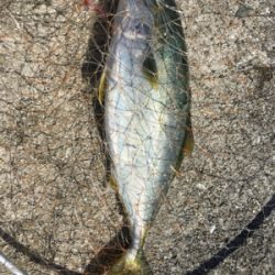 ハマチラーッシュ！！