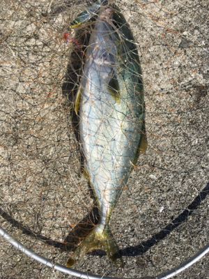 ハマチラーッシュ！！