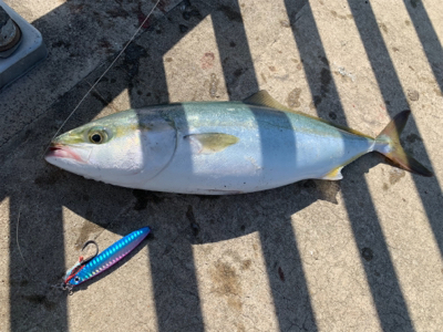 渋太刀としらすナブラと。