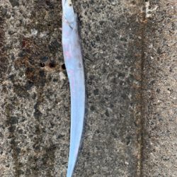 ショアジギング