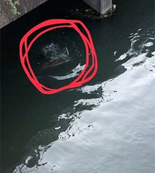 買いたてのルアー鯉に取られた!!