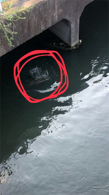 買いたてのルアー鯉に取られた!!