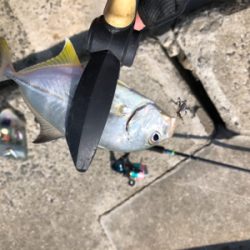 アジング&エギング