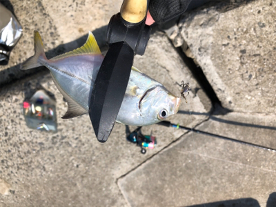 アジング&エギング