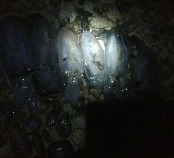 アオリイカ6杯！バラシ1杯