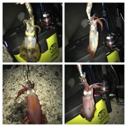 久しぶりのイカGET\(^o^)/