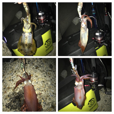 久しぶりのイカGET\(^o^)/