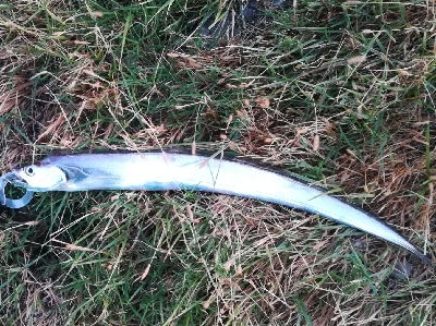 LSJigginger0515〜0555