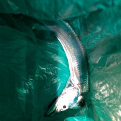 タチウオ いろいろな釣り方