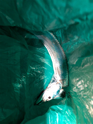 タチウオ いろいろな釣り方