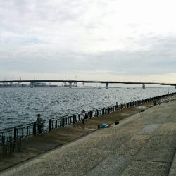 タチウオ釣れずハマチは釣れた