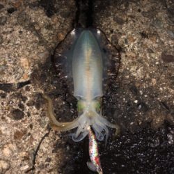 アオリイカ短時間で4杯