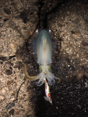 アオリイカ短時間で4杯