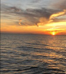 ぼちぼち上がりだしました。