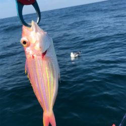 マイボートでアマダイ狙い!