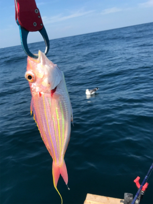 マイボートでアマダイ狙い!