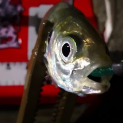 アジング練習27