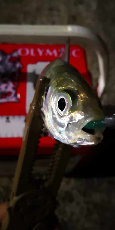 アジング練習27