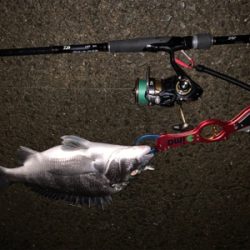 メタルマルでナイトチヌ！