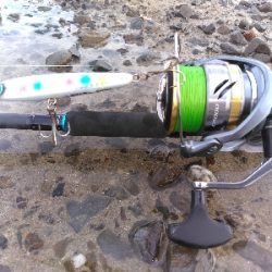 須磨海岸で青物とまさかの底物