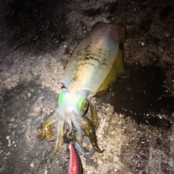 チャンスは短い