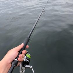 サワラ80センチ!芦屋があつい!