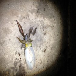 明石に神が舞い降りた。