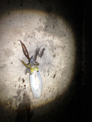 明石に神が舞い降りた。