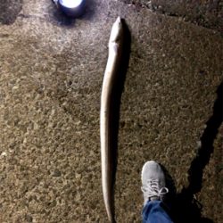 モンハンのつもりが。