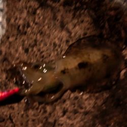 連夜のエギング釣行