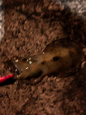 連夜のエギング釣行