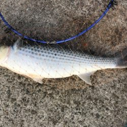 紀州釣りでまさかのエイ