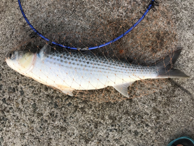 紀州釣りでまさかのエイ