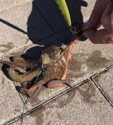 ハマチと呼びたい