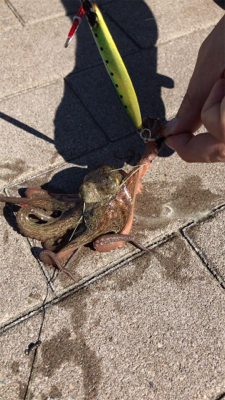 ハマチと呼びたい