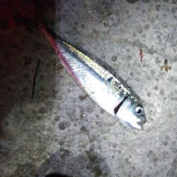 大きい個体は何処に？