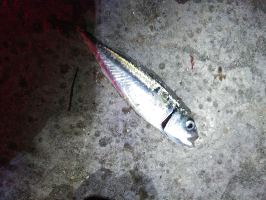 大きい個体は何処に？