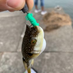 イカを求めてランガン！