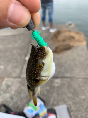 イカを求めてランガン！