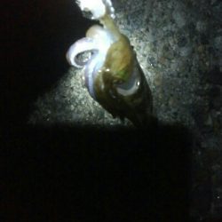 祝！アオリイカ100杯達成！！アオリイカ11杯！