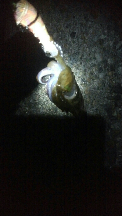 祝！アオリイカ100杯達成！！アオリイカ1…