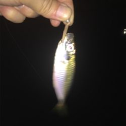 メッキ・チヌ・キビレ・アジ