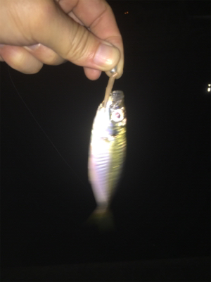 メッキ・チヌ・キビレ・アジ