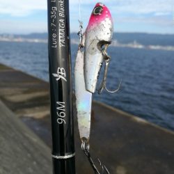 武庫一青物好調