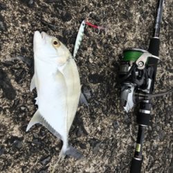 刹那の太刀魚タイム