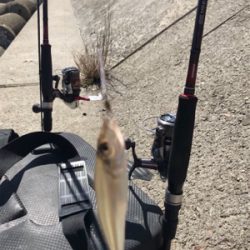 久しぶりのキス釣り(^^)