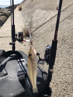久しぶりのキス釣り(^^)