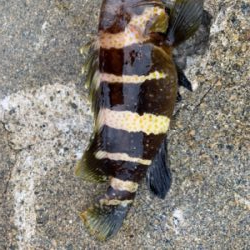 初エギング初釣果！おまけの特大マゴチ！